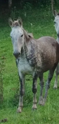 Burro a venda