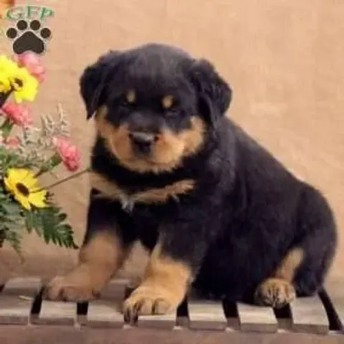 Rottweiler Seu próximo parceiro de selfies está aqui