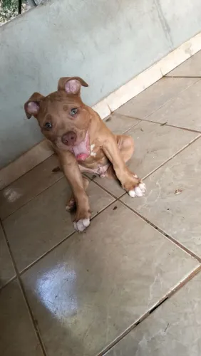 Vendo Pit Monster puro