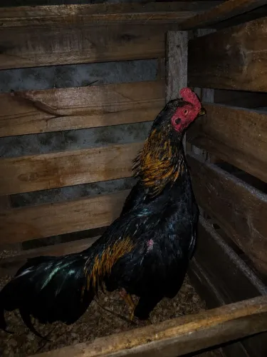 Galo indio Shamo