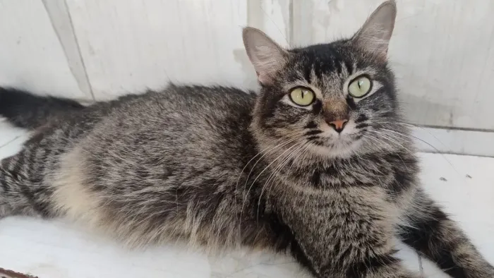 Doação de gata fêmea, dócil e castrada 