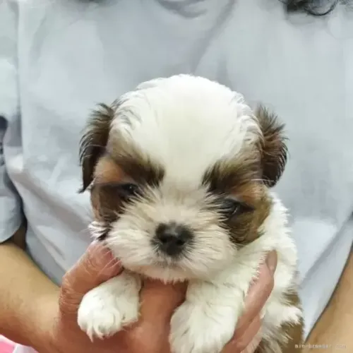 Filhotes de Shih Tzu/ Shitzu pelagem maravilhosa baby macho e fêmea vacinados com garantia