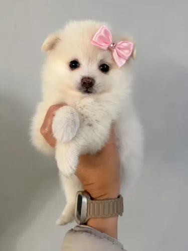 Lulu da pomerânia fêmea anão