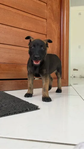 Filhote Pastor Belga Malinois 