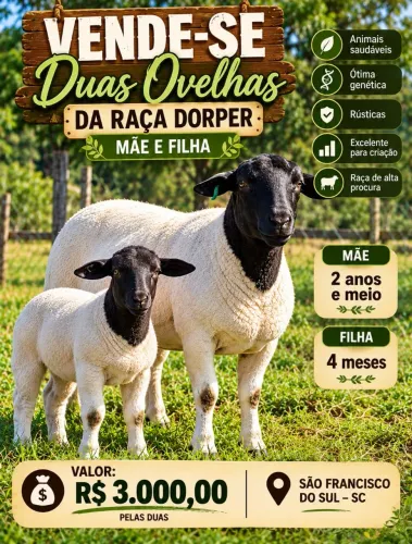 Ovelha dorper