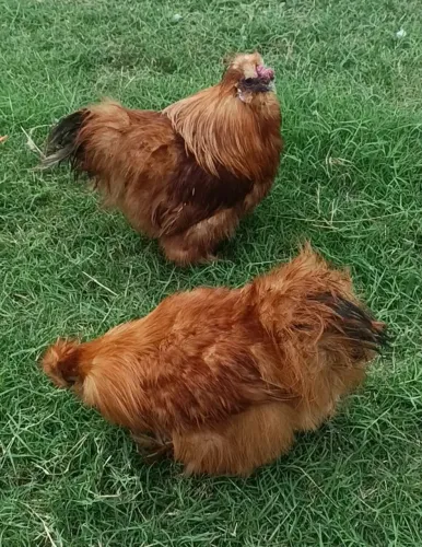 Casal de sedosa do Japão 