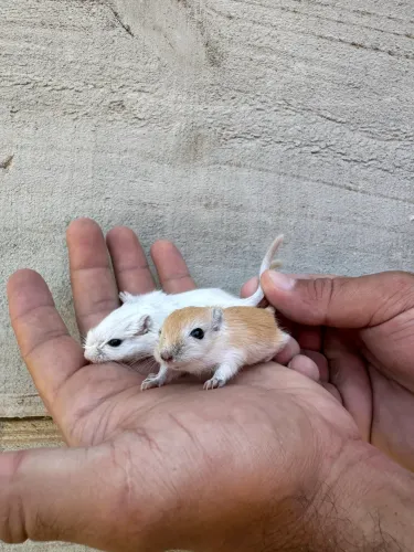 Esquilo da Mongólia