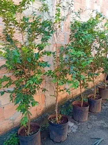 Mudas de jabuticaba 