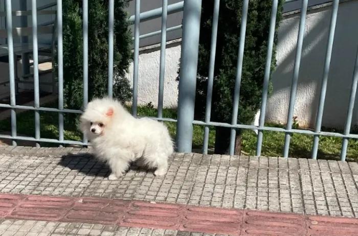 Spitz Alemao Anao Linhagem Ursinho de Pelucia com Pedigree