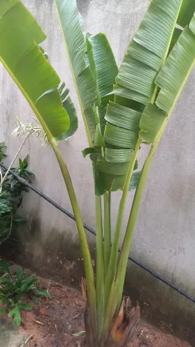 Tenho 5 plantas ravenala de 100 até 400 reais cada