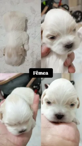 Filhotes de maltês com Lhasa apso