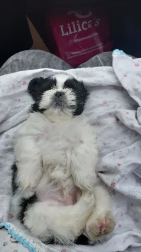 Vendo filhote de shi_tzu