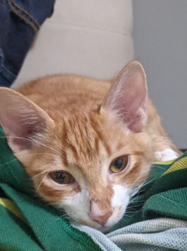 Gatos para doação 