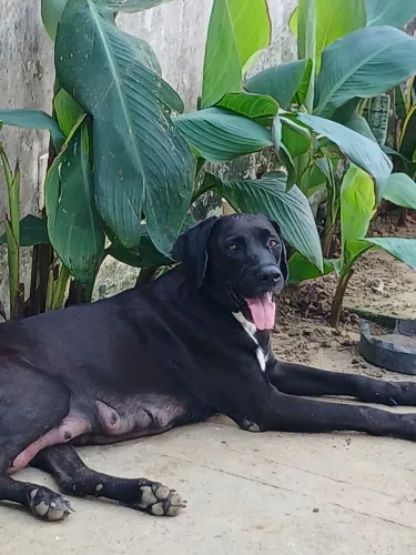 Filhote fila com dog raça misturada