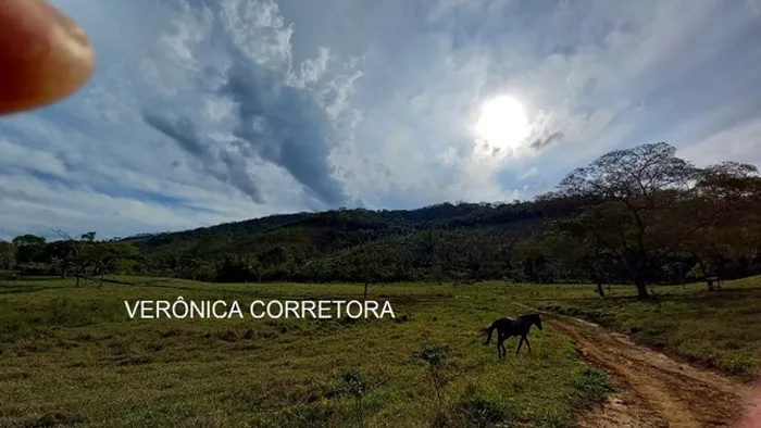 Ótima fazenda venda formada em eucalipto