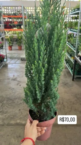 Muda de Poinsétia Vermelha Flor de Natal  / Tuias straickta 