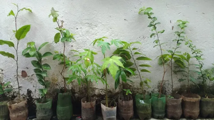 Vendo Mudas Frutíferas 10 Reais cada