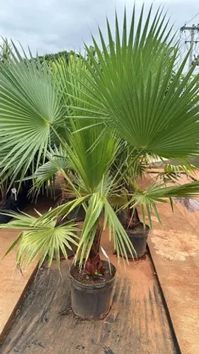 Palmeira Washingtonia