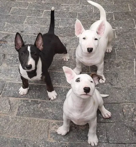 Bull terrier filhotes machinhos e fêmeas disponíveis com vacina e pedigree