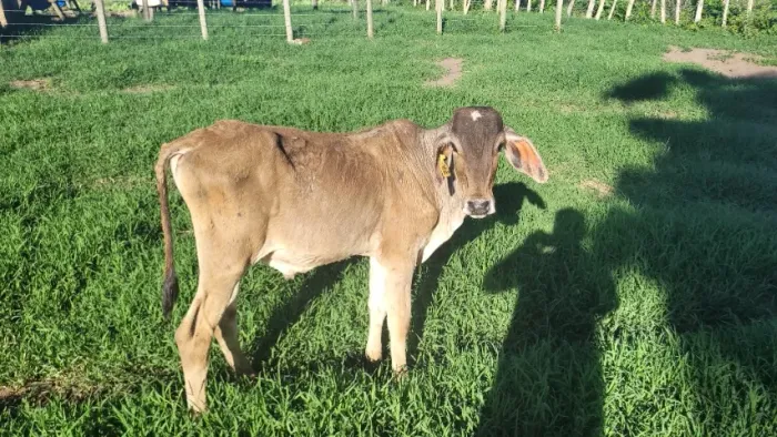 Bezerro - 6 meses