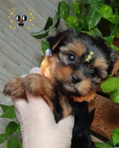 Yorkshire terrier a pronta entrega 