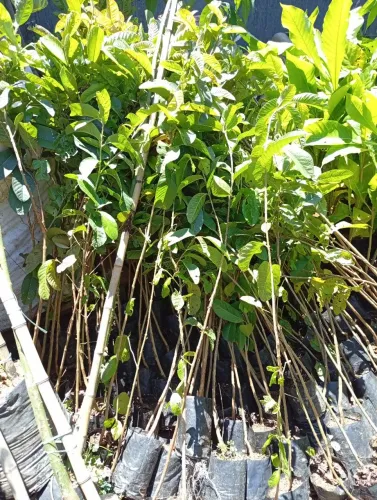 Mudas de Goiaba Paluma 
