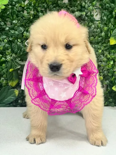golden femea linda