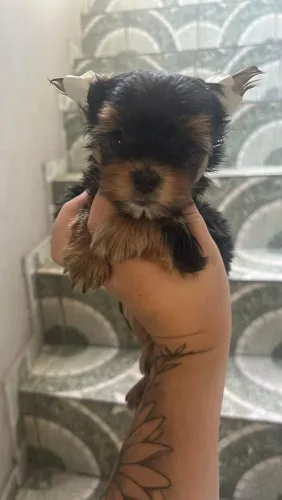 Filhote Yorkshire Terrier, O rabinho mais feliz da cidade pode ser seu!