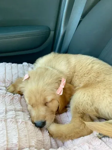 Filhotes Golden Retriever vai ser a chefe da sua casa