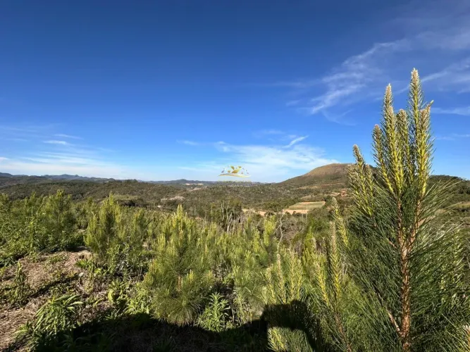 Fazenda de Pinus com 80.500 pés de Pinus 33 alq