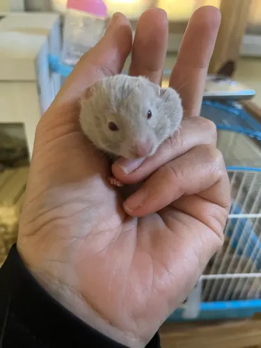 Hamster Sírio 