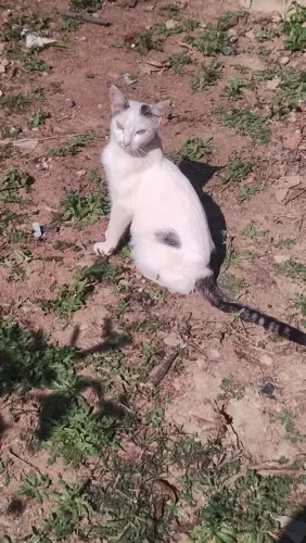 Doa-se gatinha fêmea muito dócil