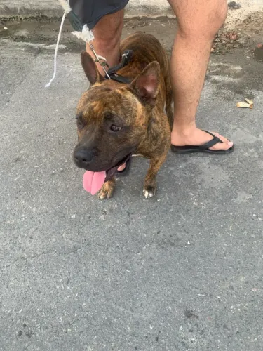 Cachorro