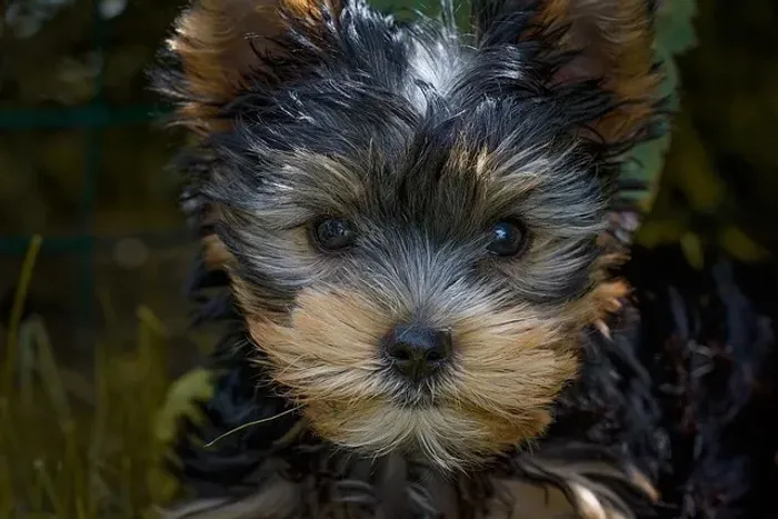 Filhote de Yorkshire Com Um Jeitinho Que Vai Encantar