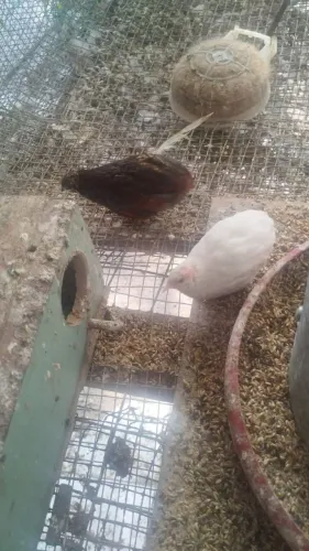 Mini codorna chinesa macho