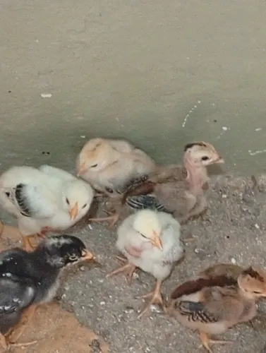 Vendo pintos capoeira puro e tenho vaca leiteira com garrota.