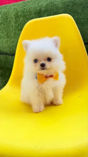 Lulu da Pomerania Macho