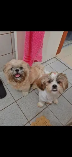 Vende se filhotes de ilhasa
