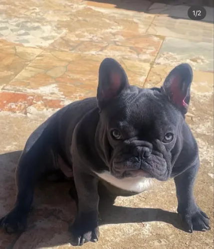 Bulldog frances