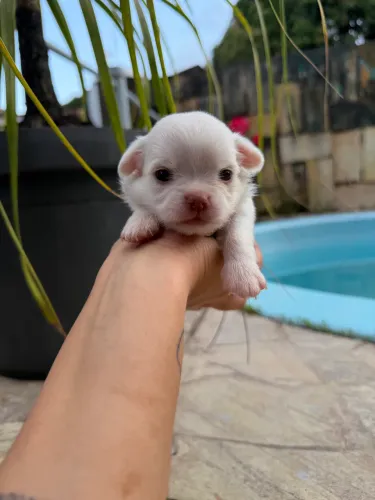 Chihuahua Pelo Longo Fêmea 