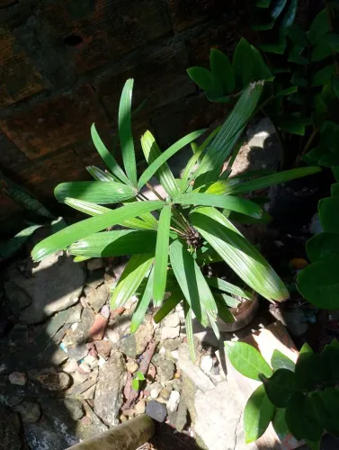 Vende se plantas no atacado