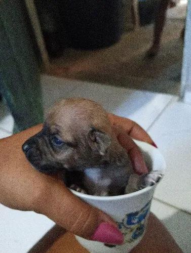 Raça pura