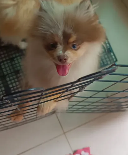 Lulu da Pomerânia Macho