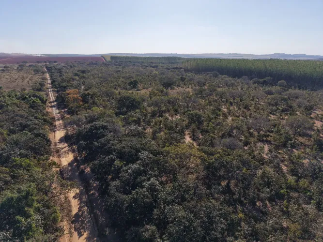 Fazenda 150hectares