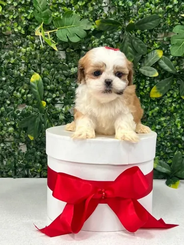 SHIH TZU BEBE