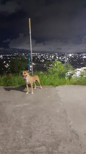 Doação pitbull com pitmonster
