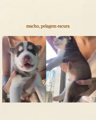 Filhotes Husky