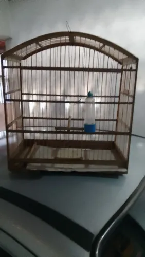 Gaiola de bigode