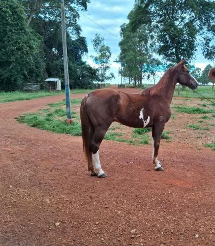 Cavalo