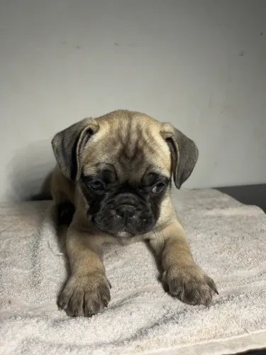 Filhote Pug macho